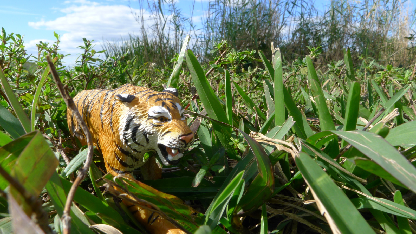 Hintergrundbilder Gras, Tiger, Tierwelt, große Katzen, Zoo, Dschungel