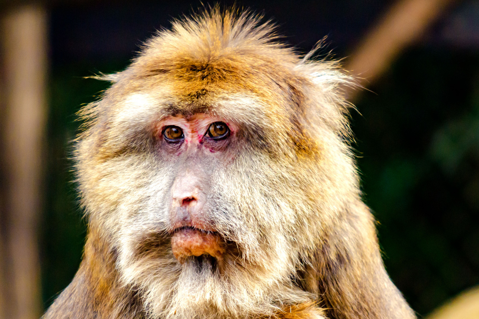 Japan, væsen, natur, parkere, dyreliv, Nikon, pels, Zoo, bokeh, whiskers, abe, forår, Yokohama, 2017, dyr, udendørs, øje, D7000, makak, Kanagawa, marts, fauna, pattedyr, snude, primat, organisme, ny verden abe, gamle verden abe, nikonclubit, asahiward, zoorasia, yokohamazoologicalgardens, Afsvrzoomnikkored70200mmf28g if, Nikonafsvrzoomnikkored70200mmf28g if, tibetanmonkey, tibetanmacaque, chinesestumptailedmacaque, milneedwardsmacaque