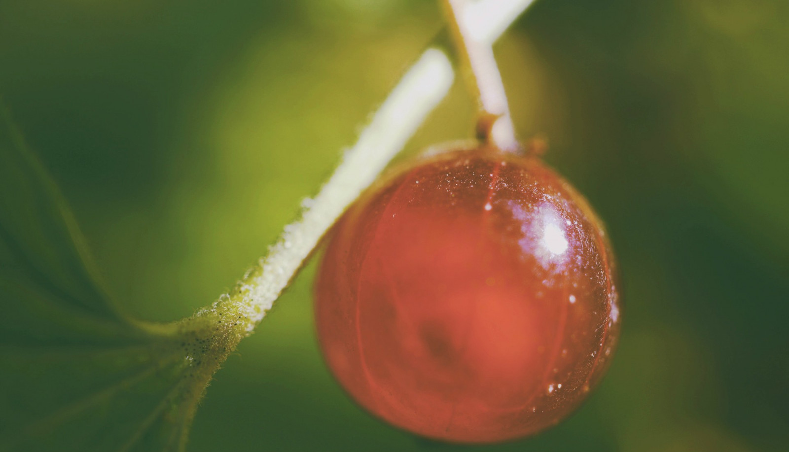 slunečnímu záření, barvitý, jídlo, Příroda, Červené, rostliny, fotografování, větev, ovoce, zelená, květ, strom, list, květ, rostlina, flóra, pupen, vyrobit, suchozemská rostlina, kvetoucí rostlina, zblízka, makro fotografie, závod stonek, růže rodina
