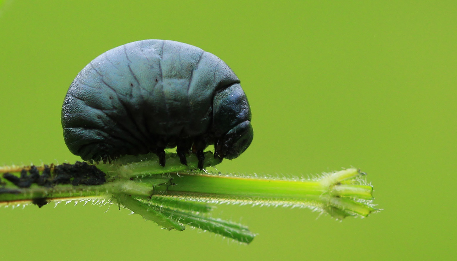 ดำ, การถ่ายภาพ, แมโคร, แมลง, สีเขียว, สัตว์ป่า, อังกฤษ, ด้วง, แมลง, ดักแด้, สัตว์ป่า, ใกล้ชิด, การถ่ายภาพมาโคร, ต้นกำเนิด, สัตว์ที่ไม่มีกระดูกสันหลัง, ด้วงใบ, ประวัติศาสตร์ธรรมชาติ, bloodynosedbeetle, timarchatenebricosa