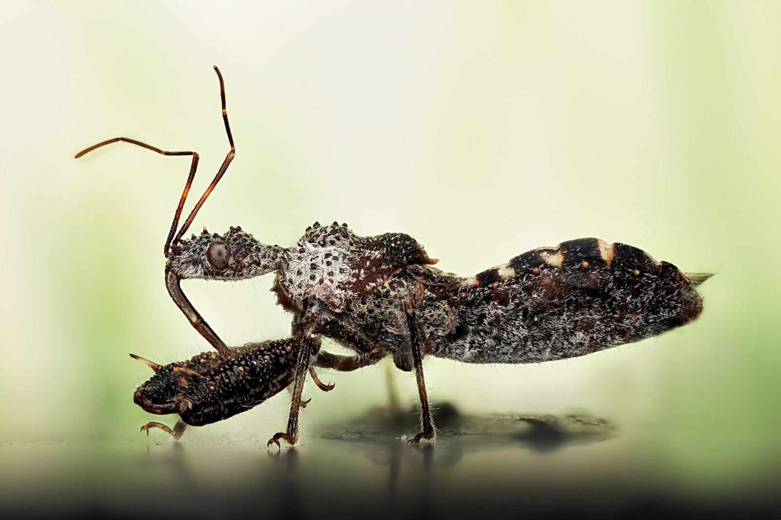 Černá, makro, mužský, Amerika, štěnice, líbání, hmyz, Štír, micro, vdova, animalia, arthropod, břicho, insecta, Phidippus, Reduviidae, hemiptera, Pterygota, Heteroptera, Bugsofamerica, Kissingbugs, Triatom, taxonomie třída insecta, taxonomie království animalia, taxonomie kmen Arthropoda, taxonomie podtřída Pterygota, Taxonomie objednat hemiptera, Taxonomie podřád heteroptera, Taxonomie rodiny reduviidae, Reduvioidea, Taxonomie rod triatomu, macroscopicsolutions, Taxonomie nadčeleď reduvioidea, Chinchesbesuconas, Taxonomie společné chinchesbesuconas, Taxonomie obyčejné kissingbugs