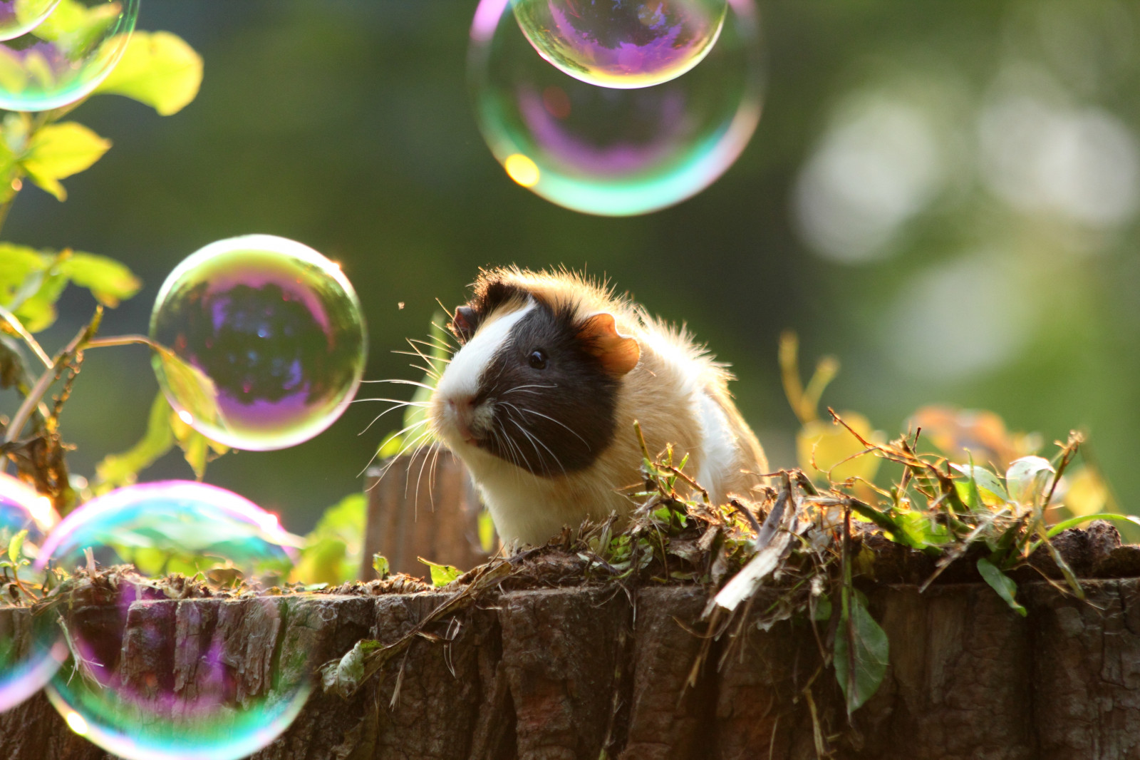 zvěř, město, ulice, prasata, Příroda, tráva, venku, silnice, Volně žijících živočichů, Kánon, letní, Rusko, kníry, objektiv, míč, domácí zvíře, hrát si, bylina, MM, 42, hráči, Soustředit se, lučina, venkovní, hra, natur, prase, fauna, M42, manuál, Ruč, sity, Cherepovets, 550D, greenfodder, canon550d, ppb6df, čenich, Helios, 44m, hlodavci, helios44m, Guinea, sovietglass, morče