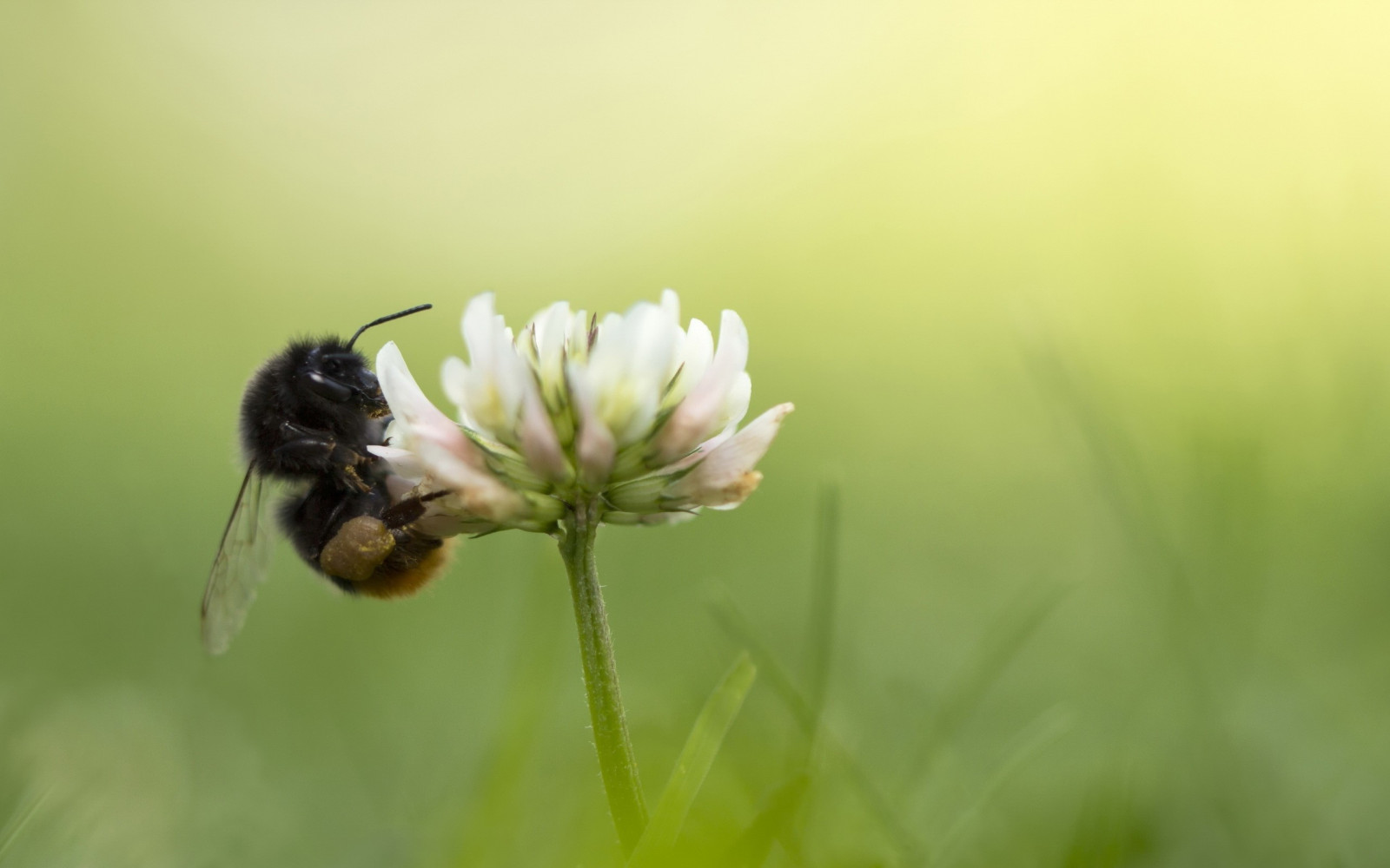 zvěř, Příroda, tráva, fotografování, makro, hmyz, zelená, pyl, květ, Hymenoptera, čmeláci, Čmelák, Včela, květ, rostlina, flóra, okvětní lístek, louka, fauna, divoká rostlina, 2560x1600 px, prérie, suchozemská rostlina, kvetoucí rostlina, zblízka, makro fotografie, závod stonek, bezobratlý, membrána okřídlený hmyz, nektar, včelí med