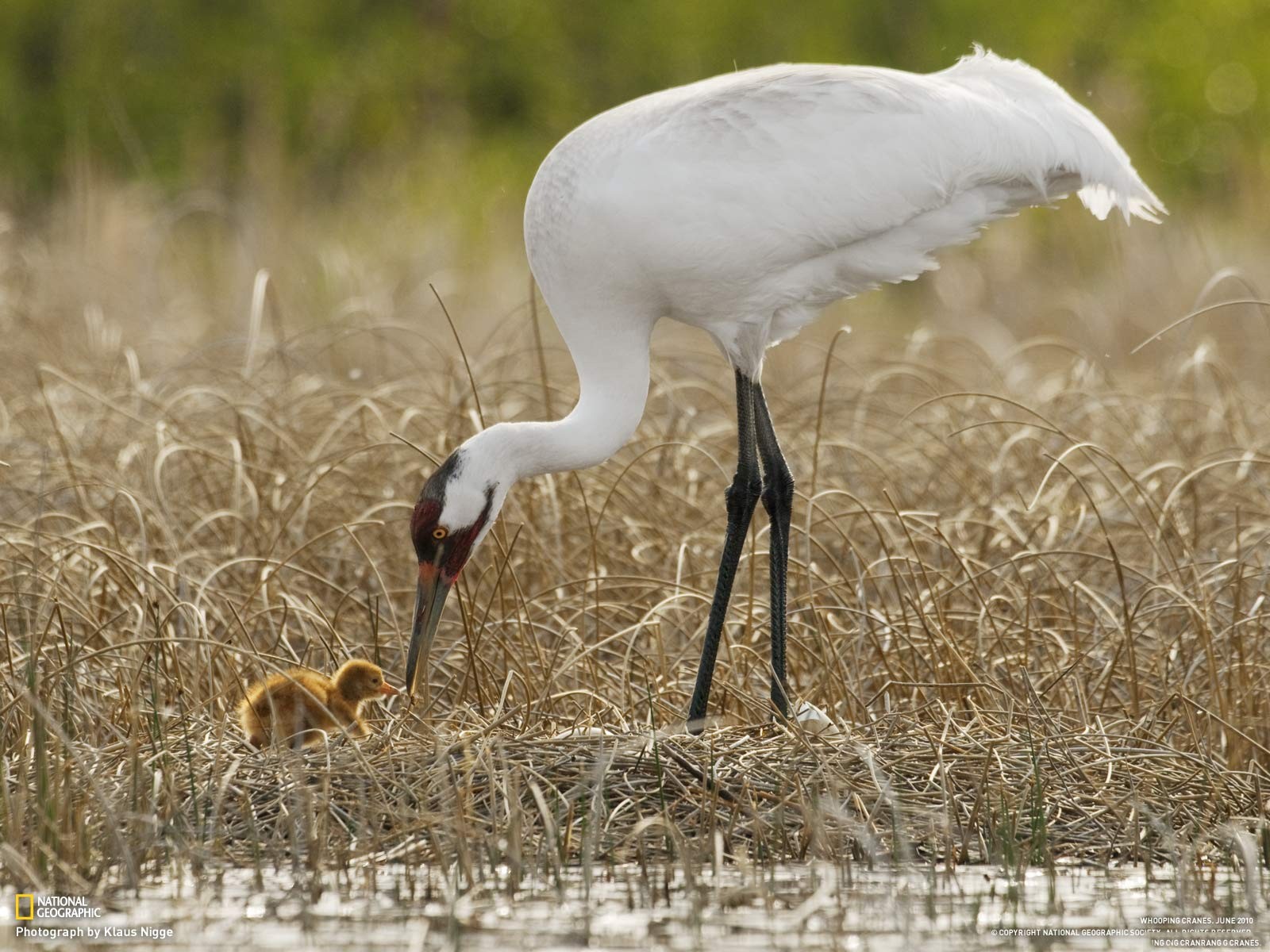 Wallpaper wildlife, baby animals, beak, cranes bird, wetland, heron