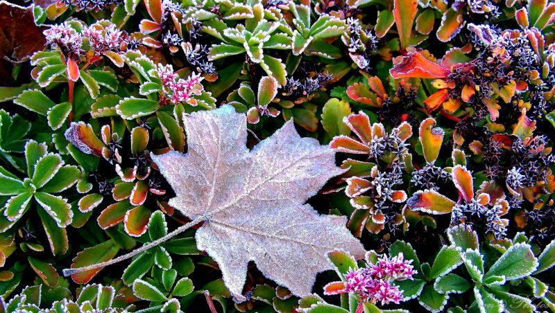 îngheţ,cădea,fotografie,aparat de fotografiat,frunză de arțar