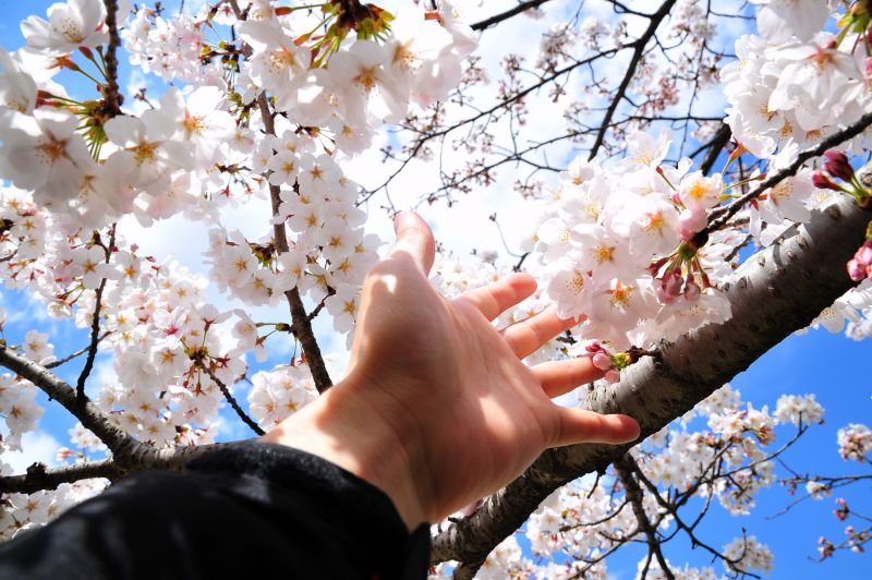 科,花,开花,粉,弹簧,樱花