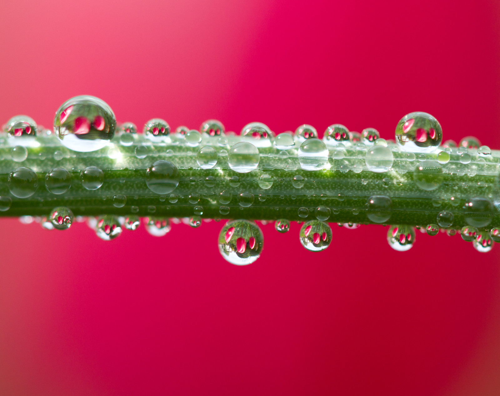 zahrada, voda, Červené, tulipány, makro, zelená, růžový, rosa, Drobný, Lom světla, list, květ, rostlina, pokles, kapky, kapičky, okvětní lístek, Gettyimages, suchozemská rostlina, kvetoucí rostlina, makro fotografie, závod stonek, vlhkost