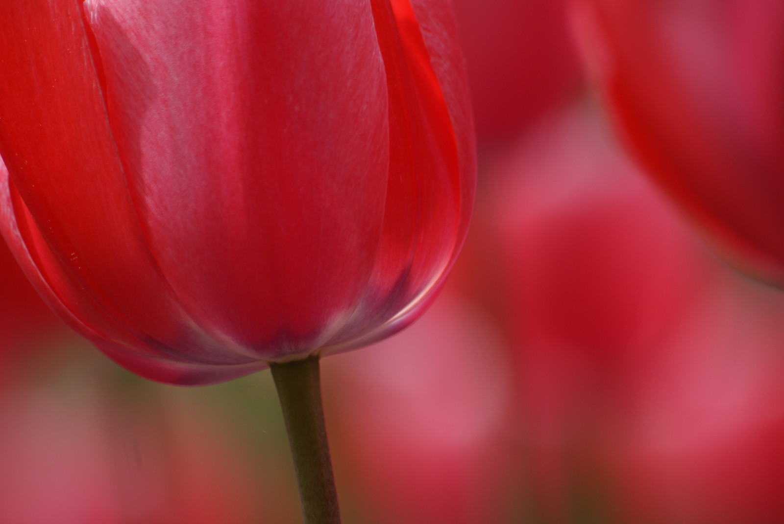 tulipani, fiori, rosso, sonydslra300, dominio pubblico, freephotos