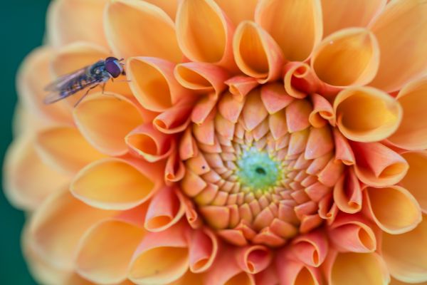 macro, insect, yellow, pattern, circle, Fly