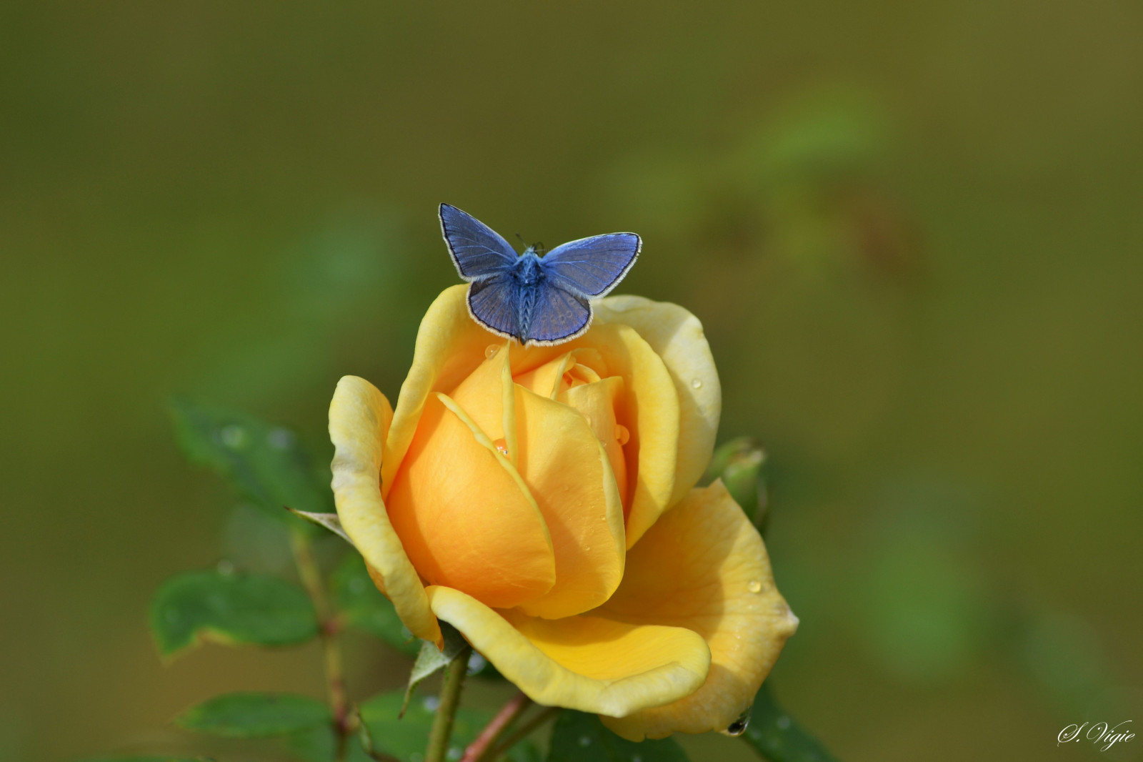 květiny, motýl, hmyz, růže, květ, rostlina, hmyz, flóra, růže, okvětní lístek, polyommatusicarus, divoká rostlina, počítač tapeta, kvetoucí rostlina, zblízka, makro fotografie, závod stonek, zahradní růže, růže rodina, růže objednávka, opylovači, commonblue, Englishroses, Davidaustinroses, Roseteasinggeorgia