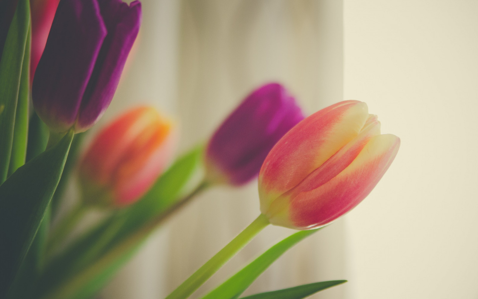 blomster, rød, gul, rosa, blomst, anlegg, tulipan, flora, petal, landanlegg, blomstrende plante, nærbilde, makrofotografering, plantestammen, liljefamilien