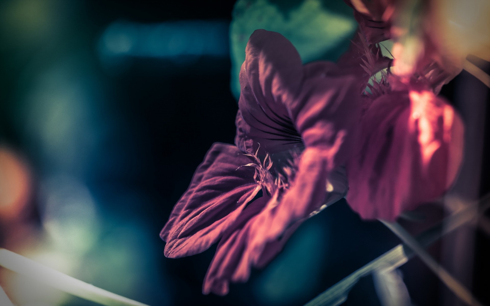 sportovní, květiny, Příroda, fialové květy, zpěv, zábava, barva, představení, fáze, tanec, tma, hudební divadlo, performance, múzických umění