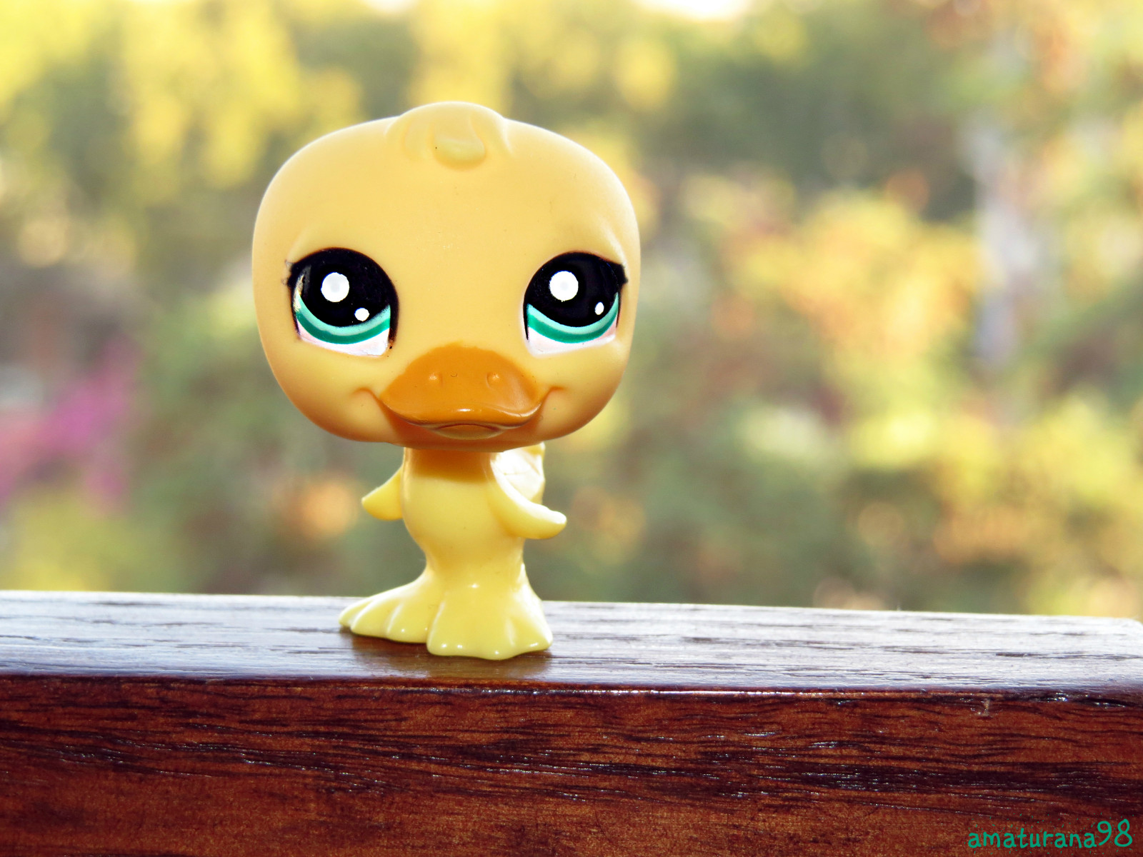 Wallpaper pet, shop, duck, littlest 4000x3000 945734 HD