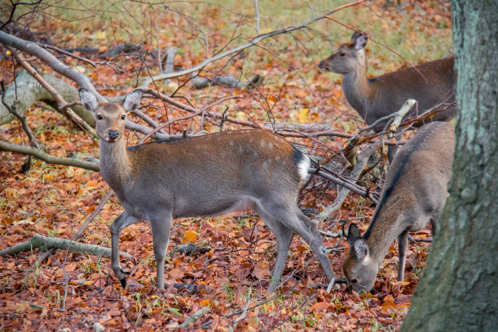 Skov, hjort, natur, parkere, dyreliv, Danmark, efterår, skov, danmark, skog, exif model canoneos760d, geocountry, kamera gør kanon, geocity, kameramodel canoneos760d, geostate, geolocation, exif linse efs18200mmf3556is, exif åbning 56, exif gøre kanon, exif isospeed 2500, exif focallength 140mm, Dyrehaven, j Gersborg, j gersborgdyrehave, fauna, pattedyr, hvirveldyr, hvide tailed hjorte