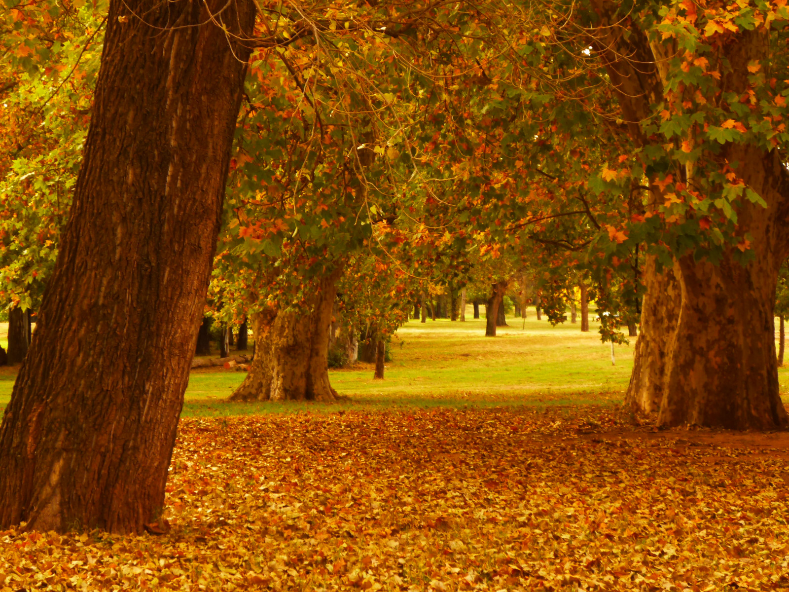 podzim, naturaleza, podzim, de, YAHOO, Google, flickr, moda, Barvy, estacion, Otono, majonéza, vestidos, Dorados, Oto ales