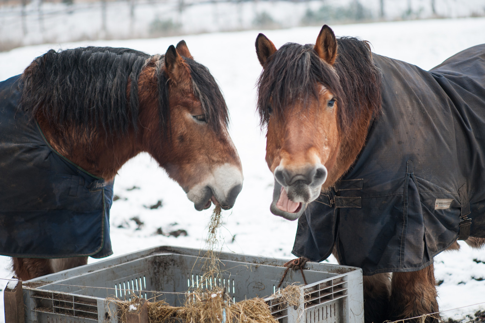 Wallpaper landscape, nature, humor, snow, winter, Netherlands, eating, holland, 2017, fun