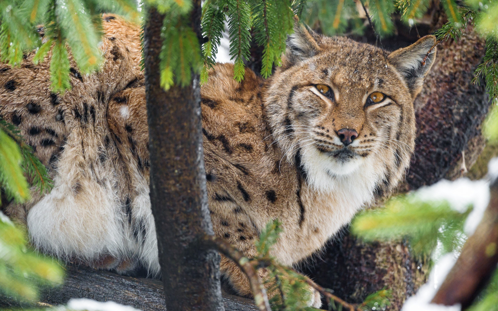 animali, natura, natura, lince, leopardo, gatto selvatico, lince rossa, fauna, mammifero, 2560x1600 px, vertebrato, gatto come mammifero, di piccole e medie dimensioni gatti