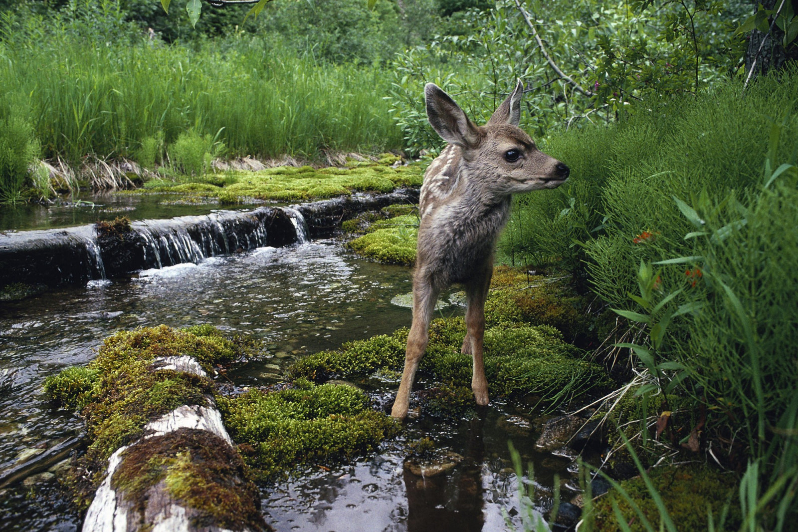 2000x1333 px, rådyrkalver, natur