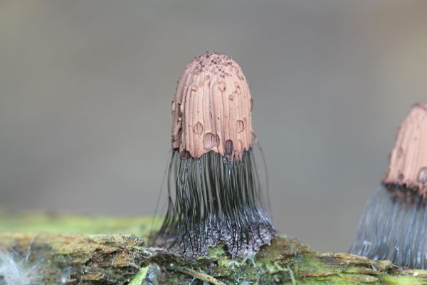 macro,nature,closeup,strings,mushroom,depth of field