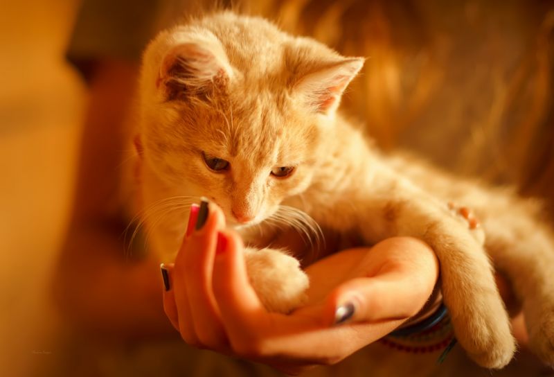 2560x1741 px,동물,고양이,소유,페인트 손톱