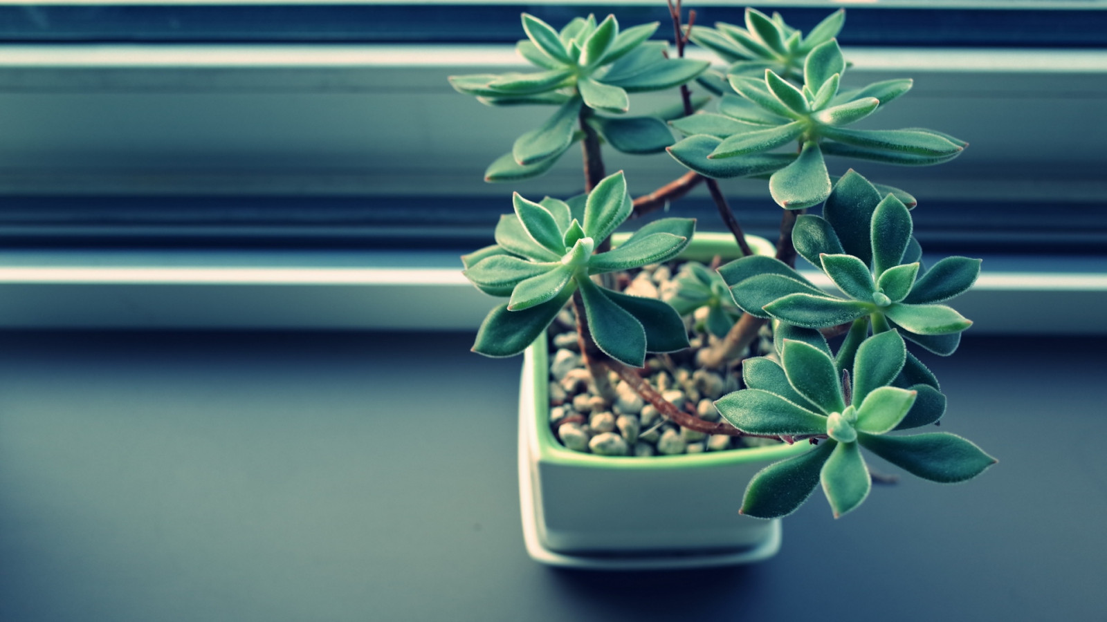 Wallpaper : nature, plants, plant pot, houseplant 1920x1080