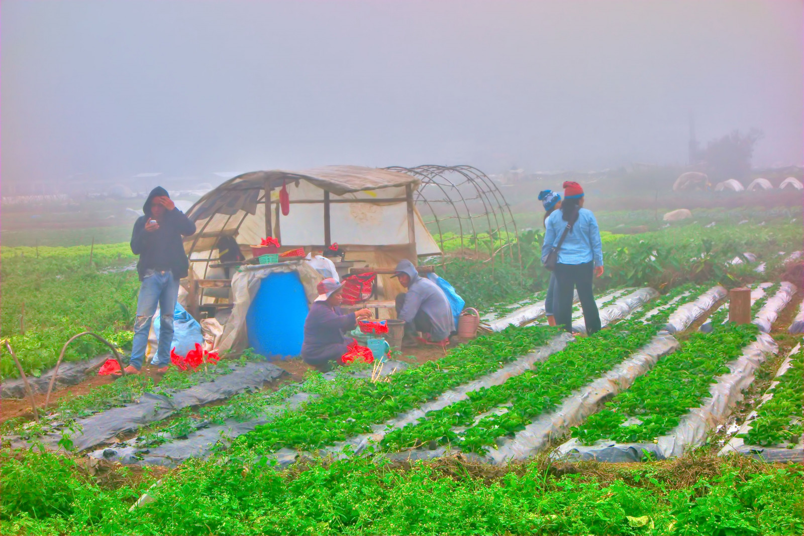 zima, lidé, mlha, statek, farmáři, hospodařit, Filipíny, zemědělství, jahody, polního, Luzon