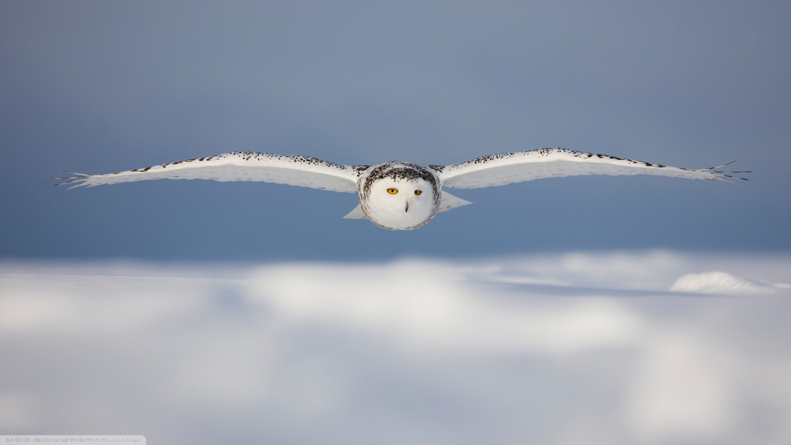 fugle, sne, rovfugl, ugle, Flyvningen, fugl, måge, havfugle, vinge, 1920x1080 px, atmosfære af jord, hvirveldyr, makrofotografering, Charadriiformes