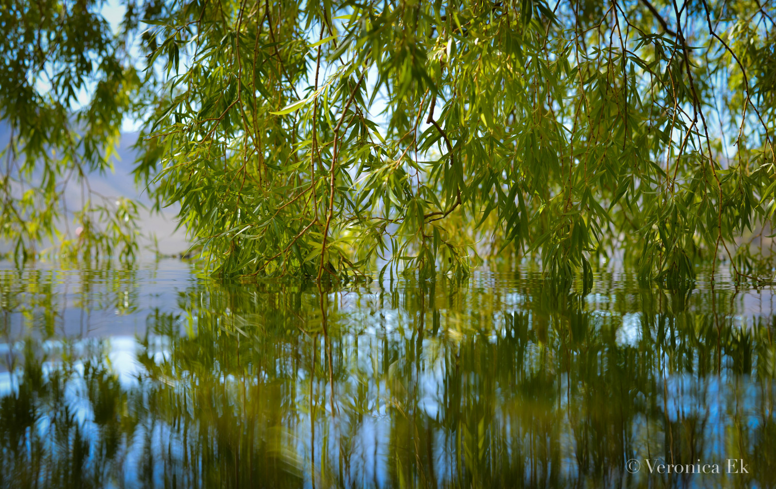 Reflection Tree Hanging Wallpaper : travel, newzealand, reflection, tree, green, ART ...