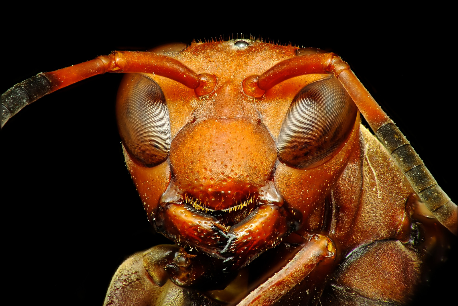 natura, macro, insetto, Brasil, vespa, fuji, Natureza, fauna, Raynox, parà, peste, calabrone, avvicinamento, fotografia macro, invertebrato, artropodo, organismo, membrana insetto alato, Abaetetuba, veri bug, amazonia, inseto, Belem