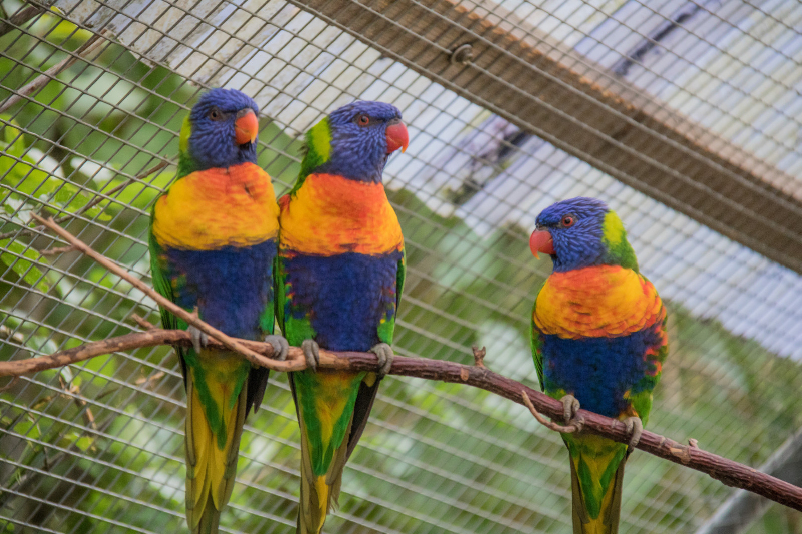 Parrots Denmark Wallpaper : parrot, Denmark, beak, bird, danmark, f gel, exif model ...