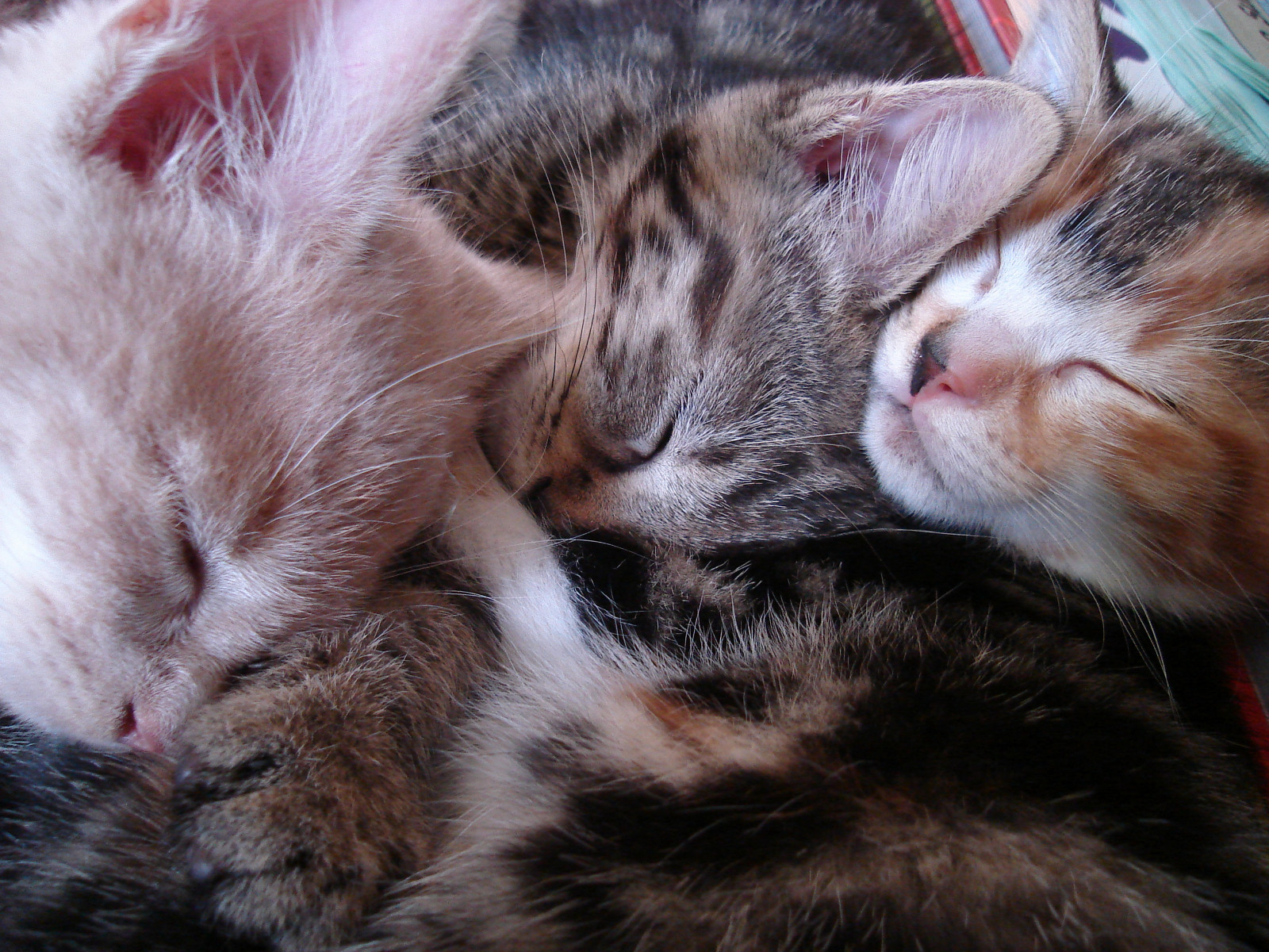 killinger, vedtaget, fremme, sixweeksold, udforsket, january2008, pet100, smoggyskittenclub, httpwwwflickrcomexploreinteresting20080113page33, lortsmithanimalhospitalaustralia