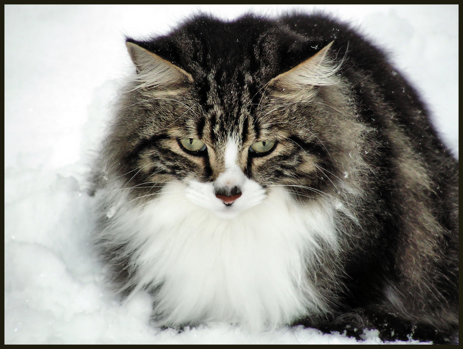 domácí zvíře, kočka, povídat si, Koťátko, kníry, abigfave, bestofcats, impressedbeauty, coogle, carolesphoto