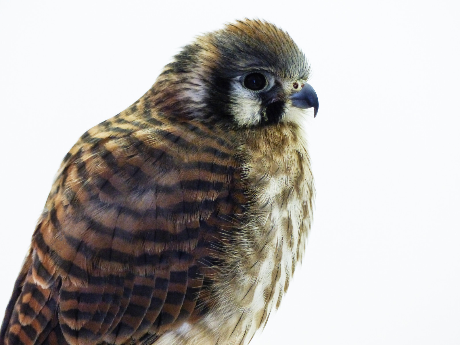 Alberta, Kanada, southernalberta, Nearlethbridge, Coaldale, Albertabirdsofpreycentre, Divoké léčení, zajatý, Příroda, ornitologie, influenza, pták, ptactvo, birdofprey, raptor, Sokol, boční pohled, detailní, portrét, krytý, letní, 9.september2016, fz200, Fz2004, annkelliott, anneelliott, Anneelliott2016, všechna práva vyhrazena, Poštolka, ženský