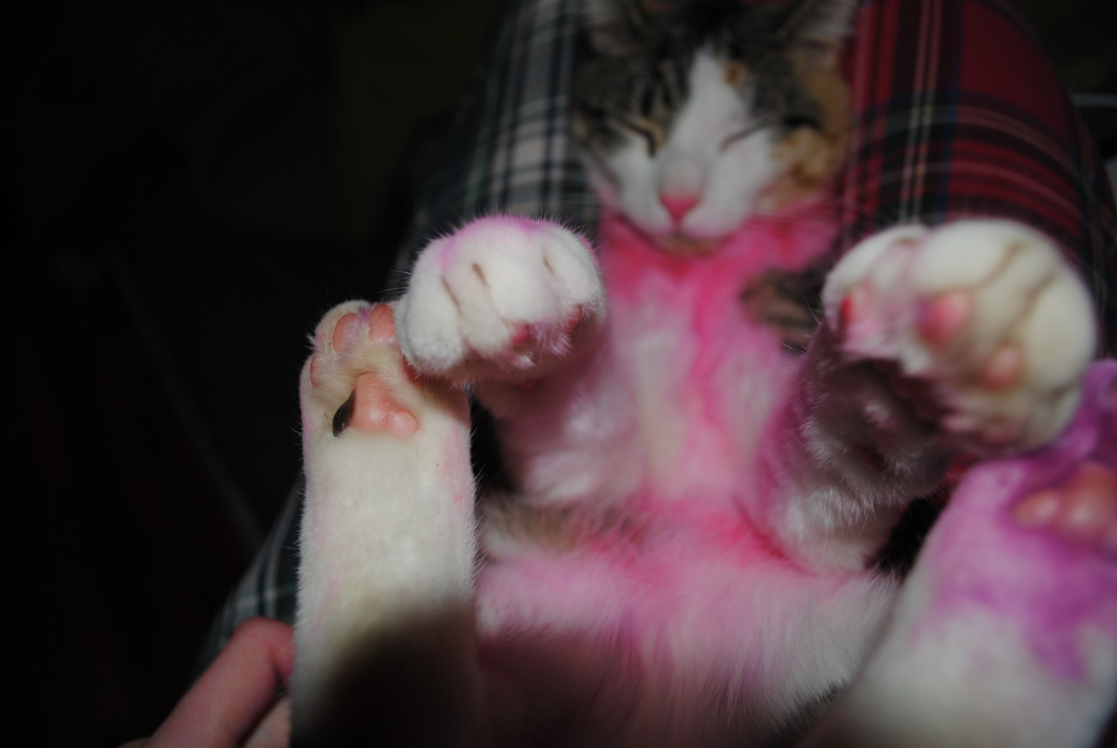 Wallpaper pink, sleeping, hot, cute, cat, hair, kitten, purple