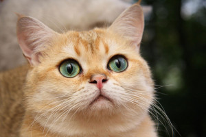 shrek cat face
