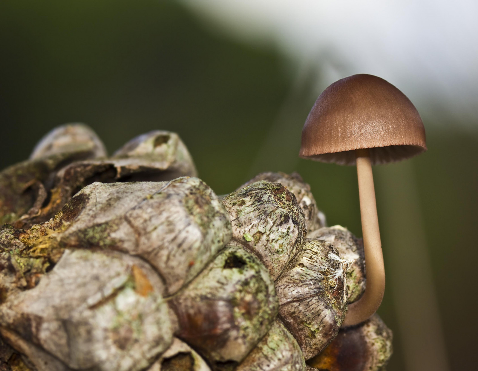espana, naturaleza, rozmazat, makro, Příroda, houba, fotografování, fotografie, Španělsko, foto, fotograf, přírodní, paisaje, desenfoque, Otono, fotografia, Seta, Pinar, hongo, Pinares, Pineda, rostlinný, Fotografo, Mycena, hongos, Pina, Extremadura, Caceres, Micologia, Garrovillas, Micologico, Micena, Mycenaseynesii, Vetonia, Garrovillasdealconetar, eduardoestellez, estellez, Micenadelaspi as, Pinaresdegarrovillas