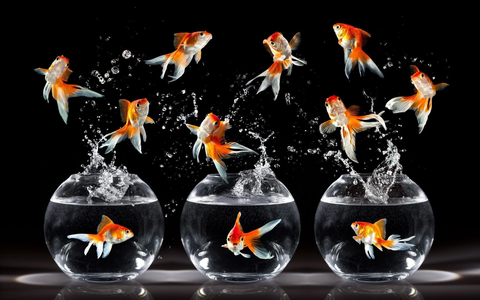 Wallpaper : 1920x1200 px, fish, photography 1920x1200 - wallup