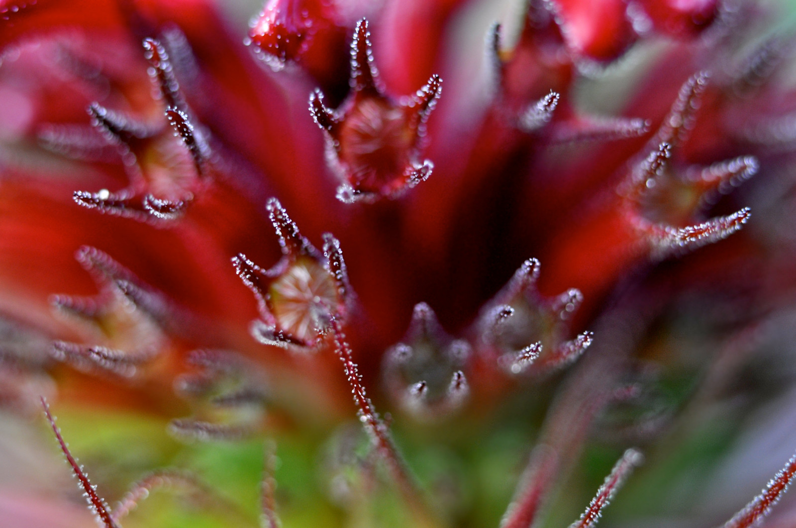 zahrada, voda, Příroda, Červené, detailní, makro, letní, květ, bokeh, rosa, Maine, květ, rostlina, květ, mygearandme, flóra, červenec, okvětní lístek, mygearandmepremium, mygearandmebronze, mygearandmesilver, mygearandmegold, coth5, coth, zblízka, makro fotografie, závod stonek, vlhkost, Tenantsharbor, Beebalm, Monarda