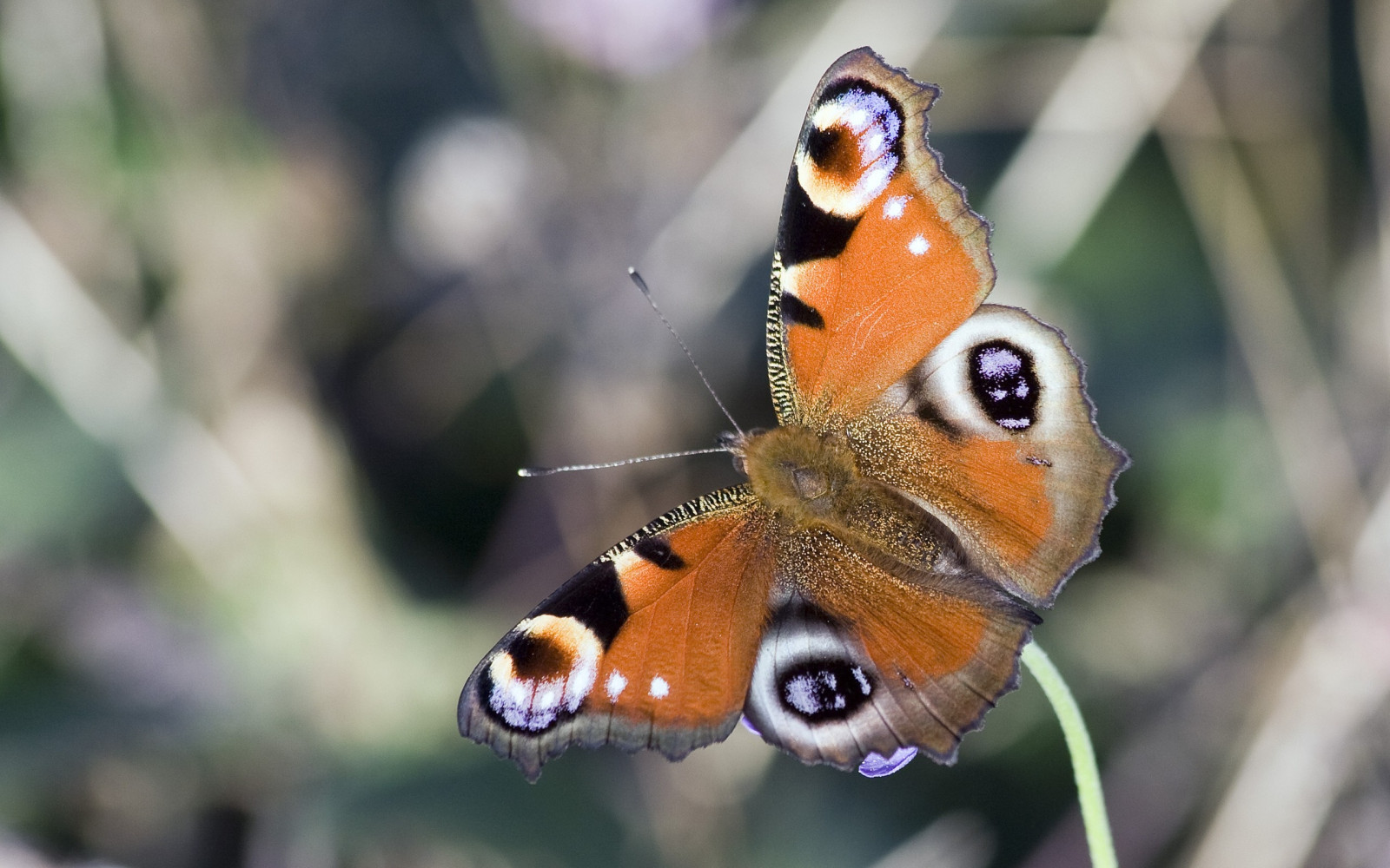 wallpaper-nature-wings-butterfly-insect-wildlife-moth-flower