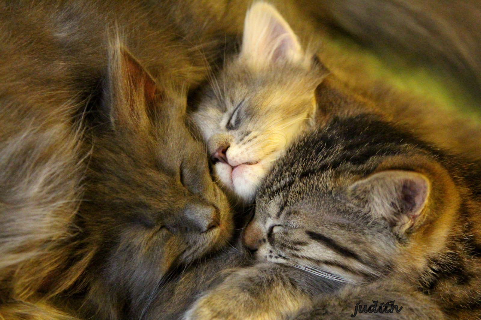 kočky, koťata, dora, kočkovité šelmy, Vinny, Ozzie, Browntabby, Bluetabbies