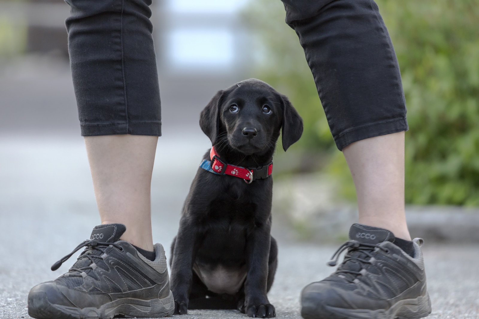 Wallpaper black, legs, feet, Labrador Retriever, between, cute, puppy, valp, male, interaction