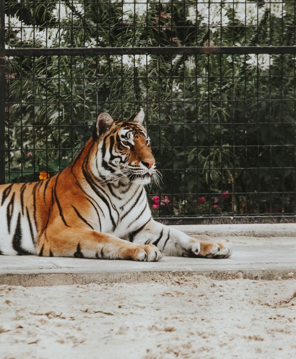 tiger,predator,muzzle,lies