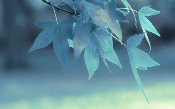 sunlight, leaves, depth of field, nature, plants, reflection