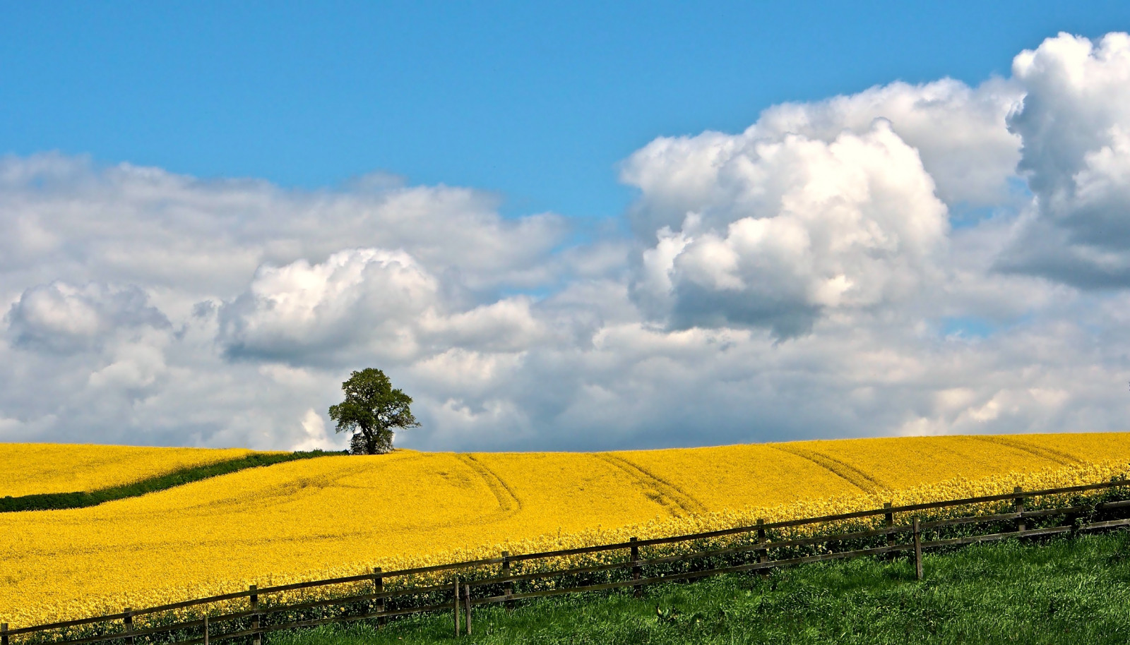 slunečnímu záření, krajina, bílý, kopec, tráva, nebe, pole, mraky, zelená, žlutý, modrý, hnědý, Šedá, hospodařit, horizont, plot, Olympus, řepkového, mrak, strom, lučina, modrá obloha, pole, jaro, řepka, HFF, zemědělství, louka, plantáž, OMD, EM5, prostý, během dne, energie, prérie, oříznutí, venkov, počítač tapeta, vyrobit, tráva rodina, meteorologický jev, brassica, kupa, hořčice závod, brassica rapa, hořčice a zelí rodina, fencefriday, Nottinghamshire, 1250mm, ekoregion, klythawk, lonelytree, Oxton, Grangefarm