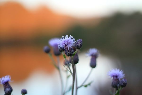 nature,photography,Norway,Canon,blossom,bokeh