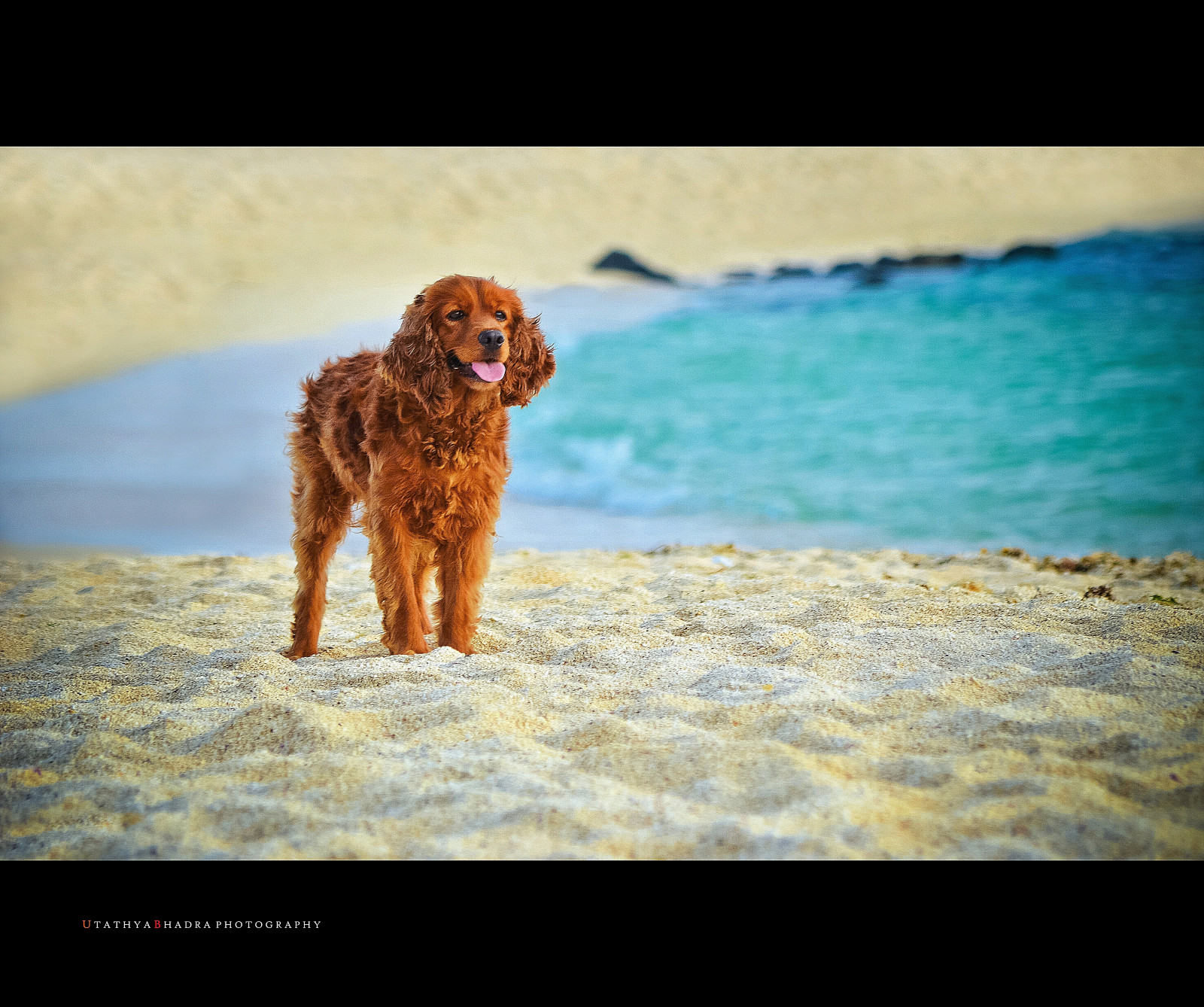 海, 犬, ペット, ビーチ, 動物, 島, 砂, 遊びます, 夕暮れ, 韓国, スパニエル, ジェジュ, ジェジュード, cheju, chejudo, jaeju, jaejudo, galleryoffantasticshots, jaejuisland, jaejudoisland