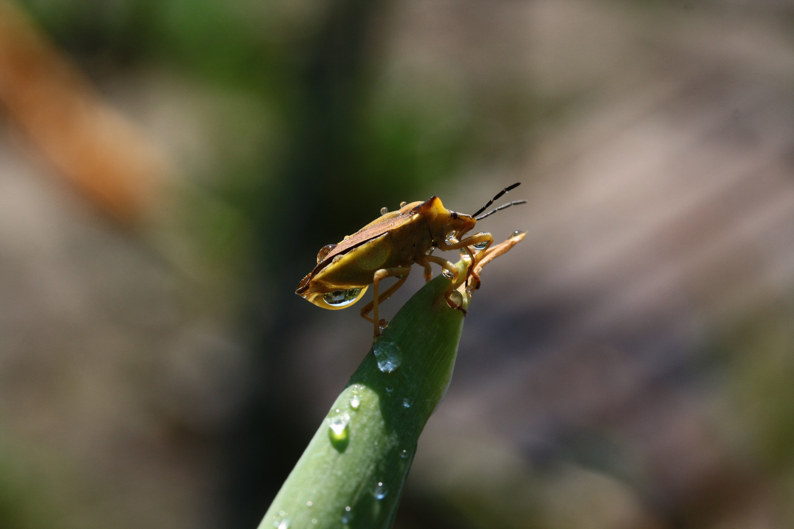 letní, hnědý, rostlina, Černá, makro, odraz, zelená, Příroda, voda, zvěř, žlutý, Kánon, hmyz, kapky, oči, hmyz, pokles, letního, tykadla, flyinginsect, roztoč, insectlife, eyesinsect, canoneos1000d, pawsinsect, 08082014, 22102014