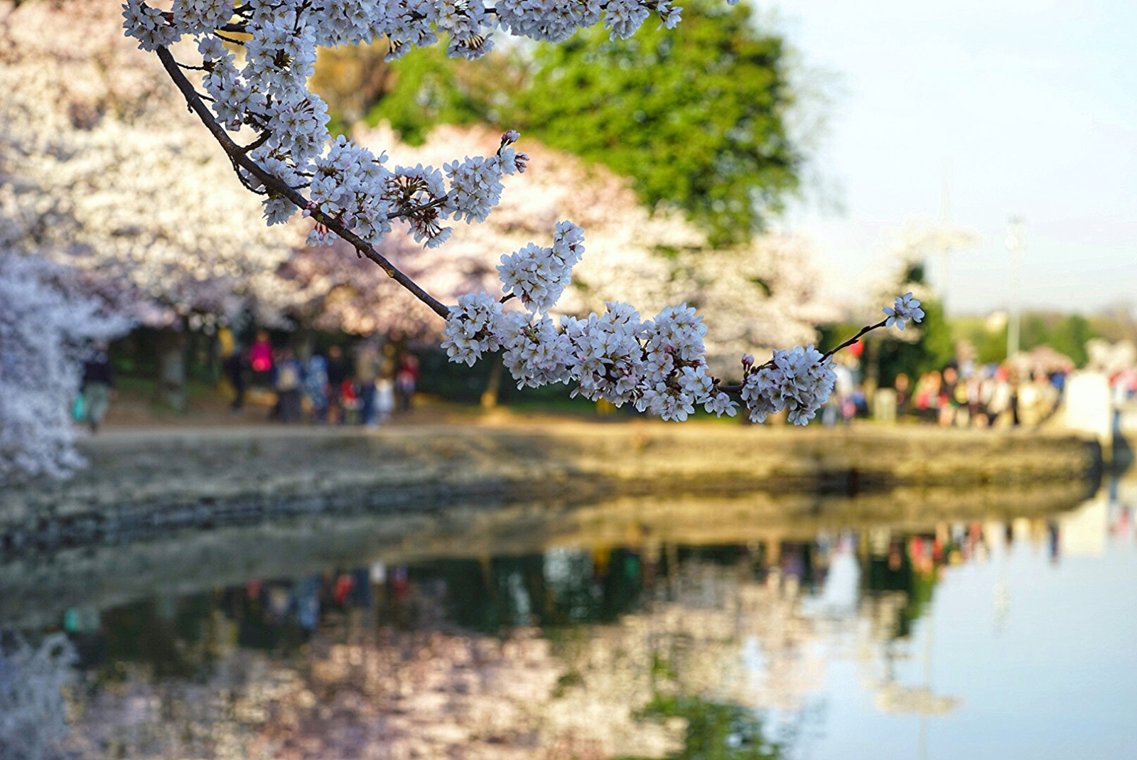 Wallpaper plant, water, flower, reflection, tree, cherry blossom