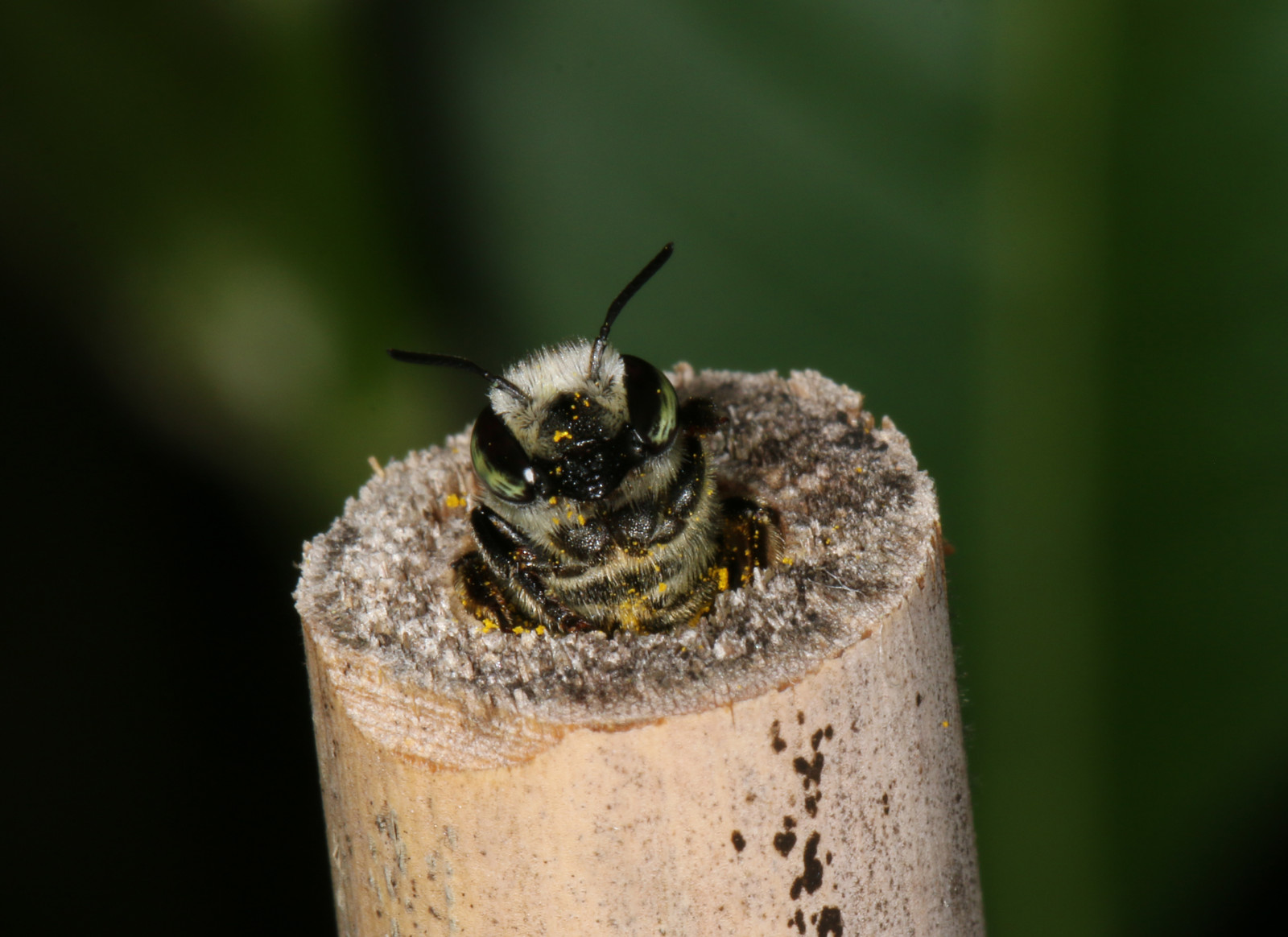 Wallpaper : insect, nest, Australia, Brisbane, bamboo, Bee, queensland ...