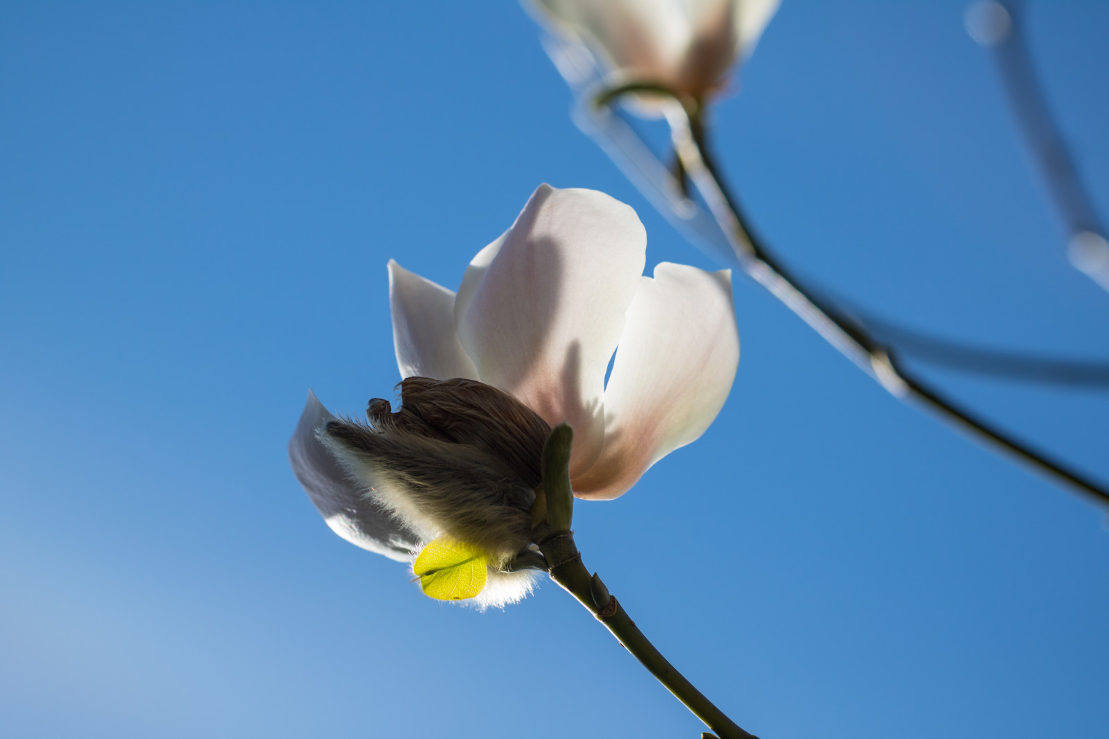 slunečnímu záření, Příroda, větev, modrý, květ, jaro, magnólie, list, květ, rostlina, flóra, pupen, Blomma, v r, jaro, Alnarp, okvětní lístek, Knopp, suchozemská rostlina, kvetoucí rostlina, zblízka, makro fotografie